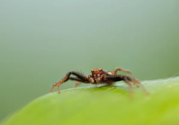 Xístico — Fotografia de Stock