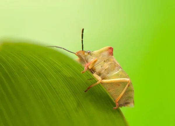 Carpocoris fuscispinus — Fotografia de Stock