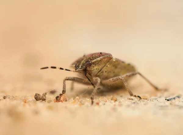 Dolycoris baccarum — Stockfoto