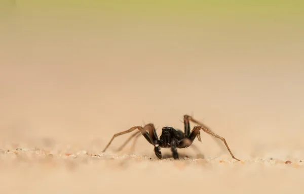 Araña pequeña — Foto de Stock