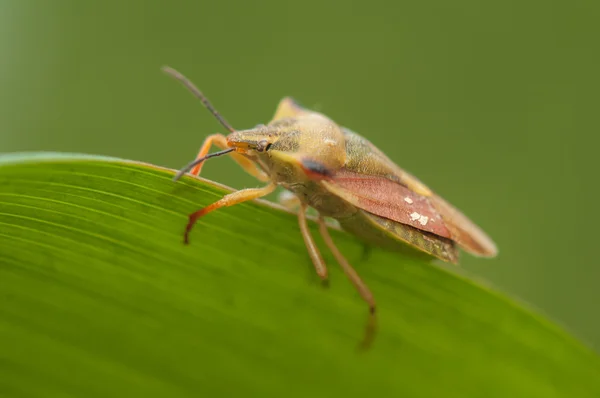 Carpocoris fuscispinus — Fotografia de Stock