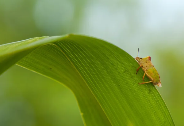 Carpocoris fuscispinus — Fotografia de Stock