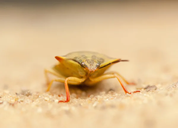 Carpocoris fuscispinus — Stock Photo, Image