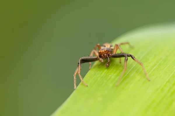 Xysticus — Stock Photo, Image