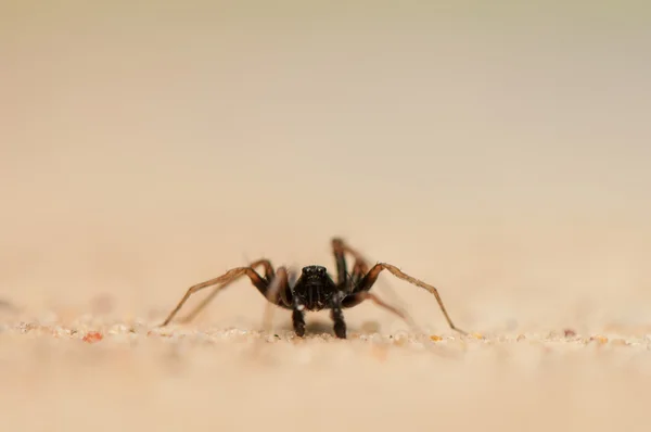 Aranha pequena — Fotografia de Stock