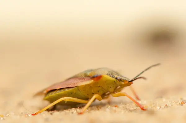 Carpocoris fuscispinus — Foto de Stock