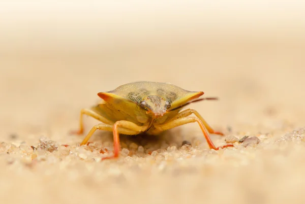 Carpocoris fuscispinus — Stockfoto