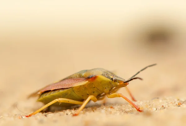 Carpocoris fuscispinus — Fotografia de Stock