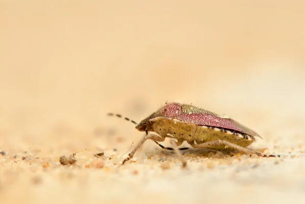 Dolycoris baccarum — Stok fotoğraf