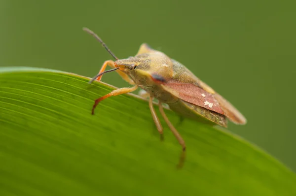 Carpocoris fuscispinus — Foto de Stock