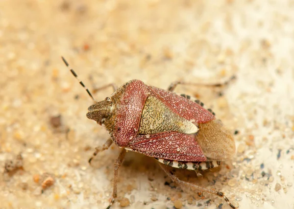 Dolycoris baccarum — Foto Stock