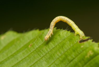 Geometer larva
