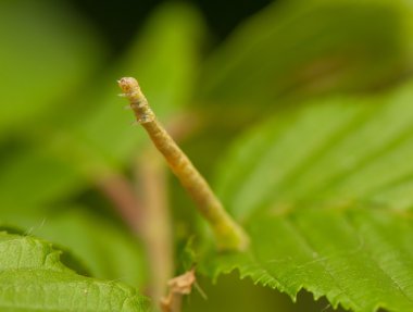 Geometer larva