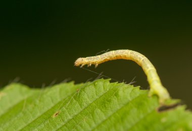 Geometer larva