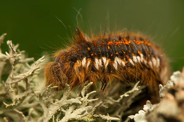 Euthrix potatoria — 图库照片