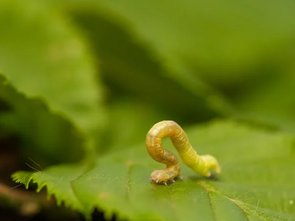 Geometer larva — Stok fotoğraf