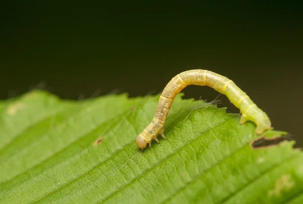 Larva geométrica — Foto de Stock