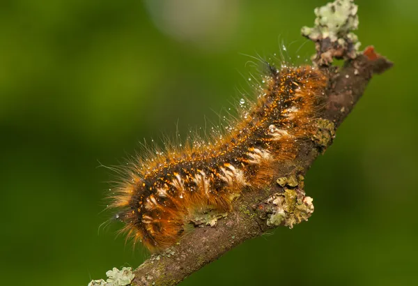 Euthrix potatoria — 图库照片