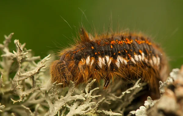 Euthrix potatoria — Stockfoto