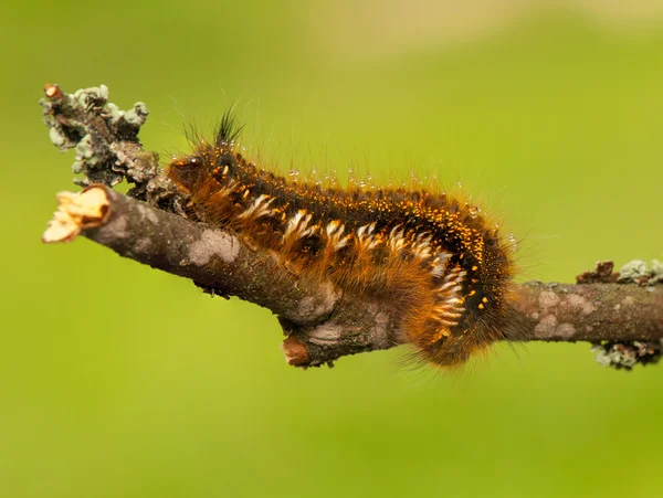 Euthrix potatoria — 图库照片