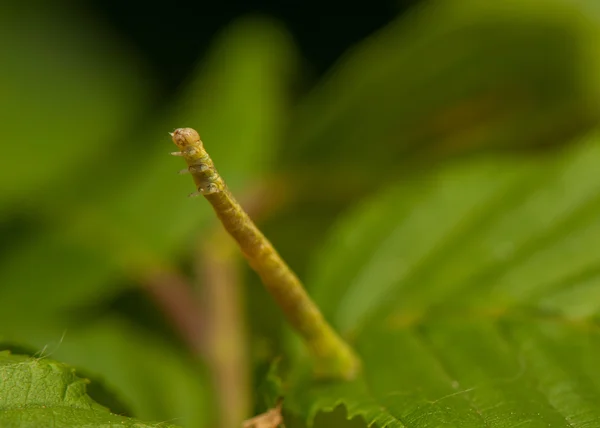 Geometer larva — Stok fotoğraf