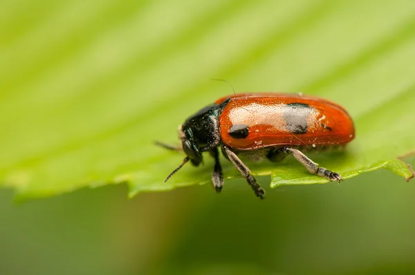 Clytra laeviuscula — Stockfoto