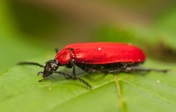 Pyrochroa coccinea — Stockfoto