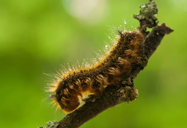 Euthrix potatoria — Foto Stock