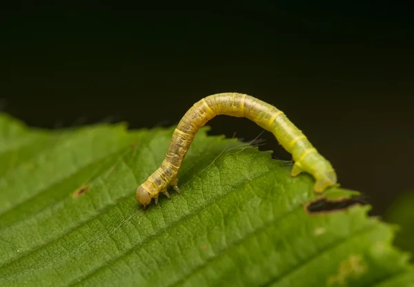 Larva del contagiri — Foto Stock