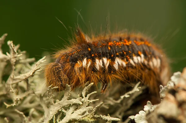 Euthrix potatoria — Fotografia de Stock