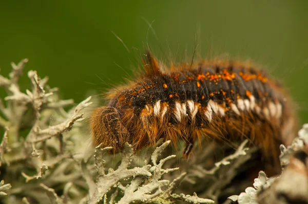 Euthrix potatoria — Fotografia de Stock