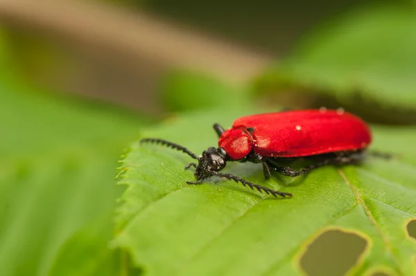 Pyrochroa coccinea — Stock Photo, Image