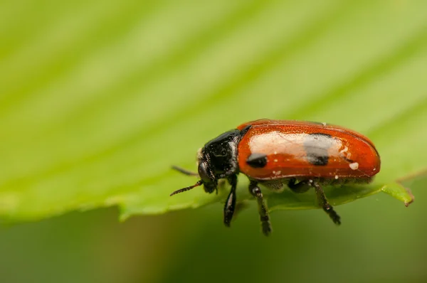 Clytra laeviuscula — Zdjęcie stockowe