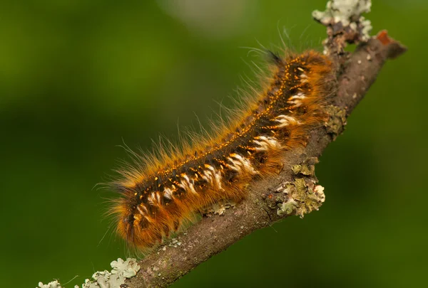 Euthrix potatoria — 图库照片