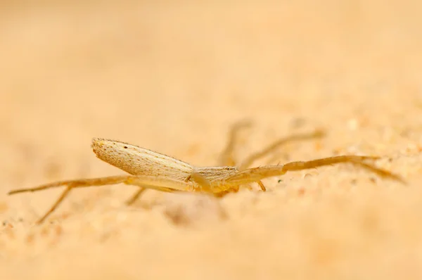 Tibellus oblongus — Foto Stock