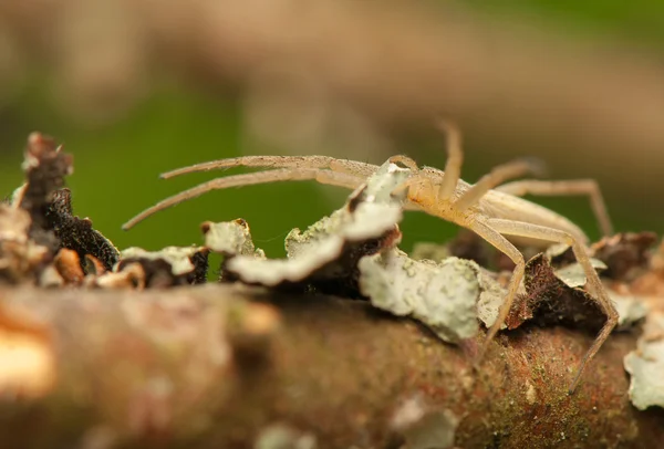 Oblongus Tibellus — Foto de Stock