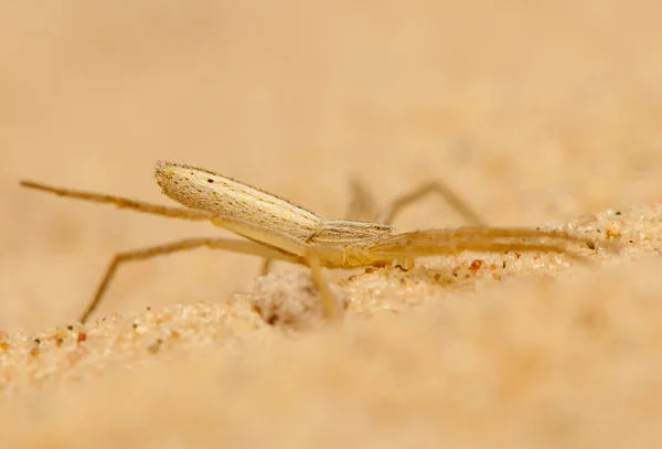 Tibellus oblongus — Foto Stock