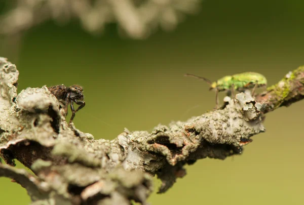 跳跃的蜘蛛和 phyllobius — 图库照片