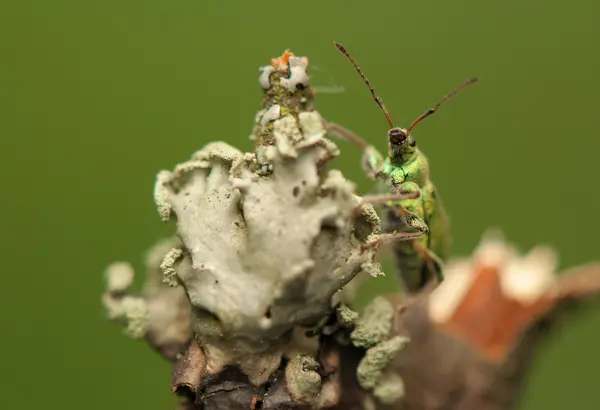 Rebhühner — Stockfoto