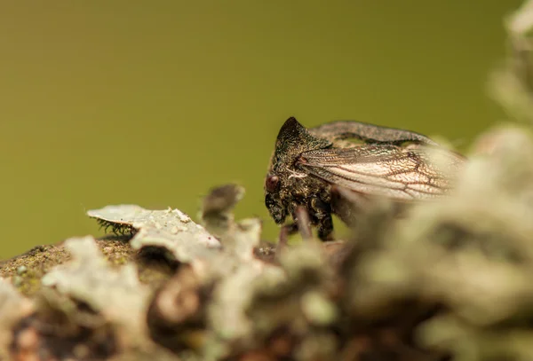 Centrotus cornutus — Stockfoto