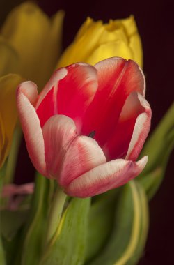 Tulipa