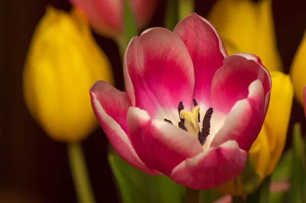 Tulipa — Stockfoto