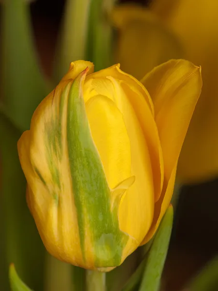 Tulipa — Stockfoto