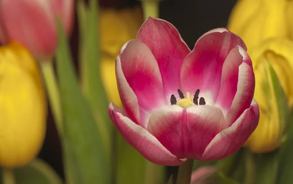 Tulipa — Stockfoto