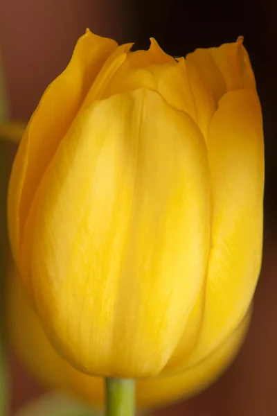 Tulipa. — Foto de Stock