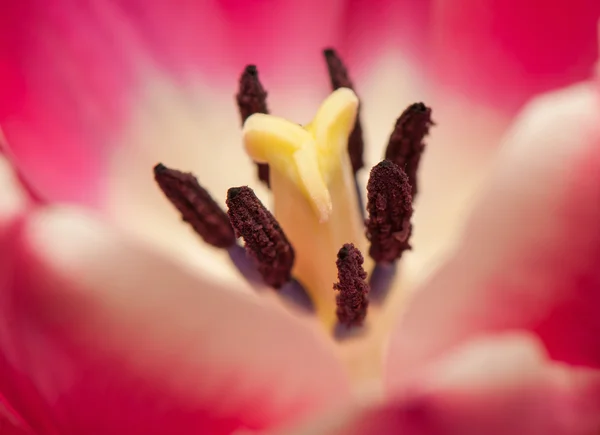 Tulipa — Foto Stock