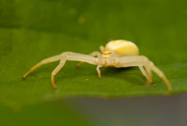 Misumena vatia