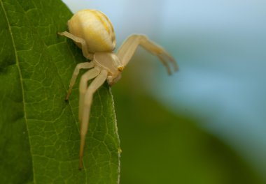 Misumena vatia