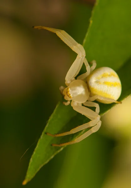 Misumena vatia — Stockfoto