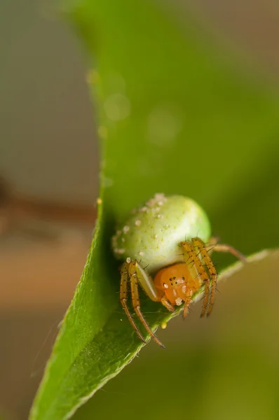 Araniella cucurbitina — 스톡 사진